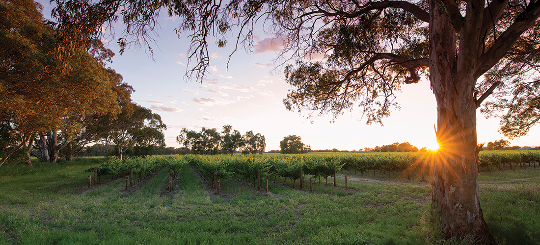 Sun setting at Bleasdale winery